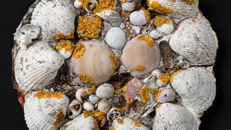 A lid crafted with sea shells sits on a black background