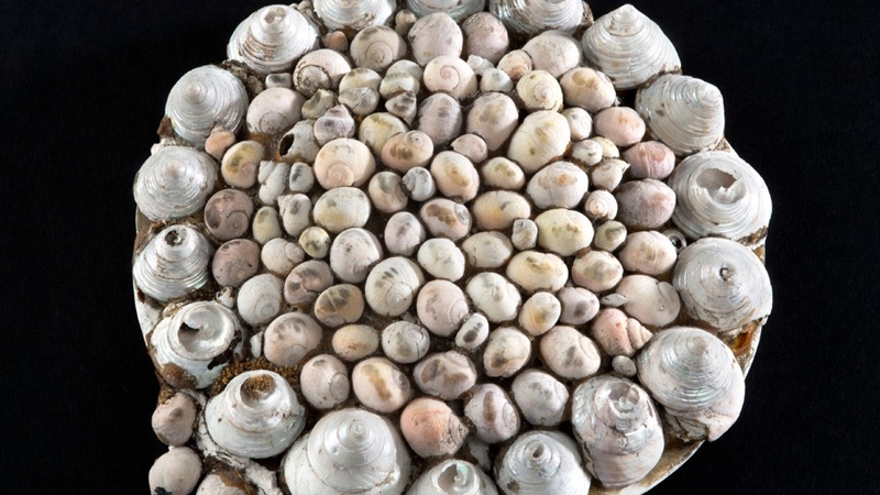 Tin lid decorated with eighteen larger shells on the outer edge and smaller shells in the centre and moss