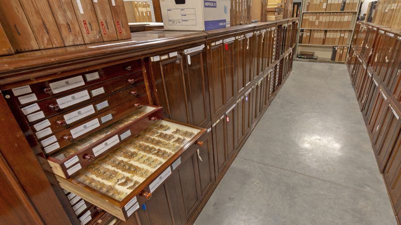 Photograph showing a drawer full of insects which are part of the Natural History collection.