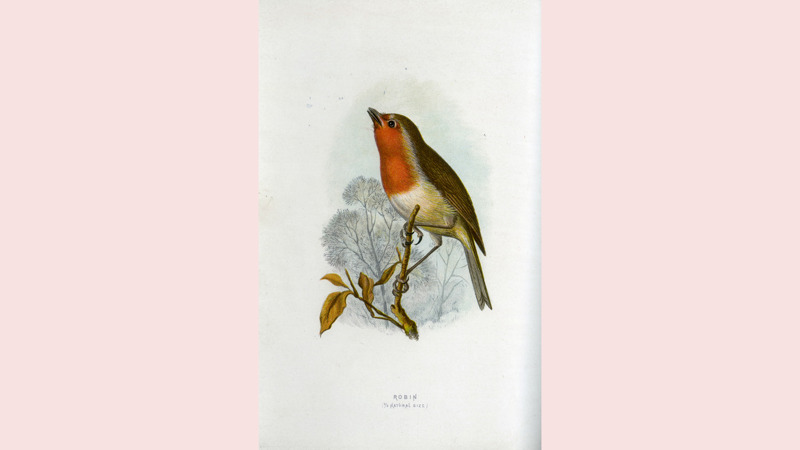 An illustration of a Robin perched on a branch. It has a red breast