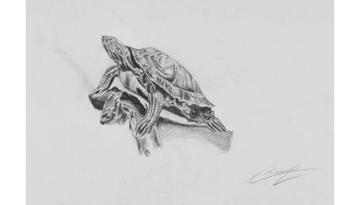 black and white drawing of tortoise on branch