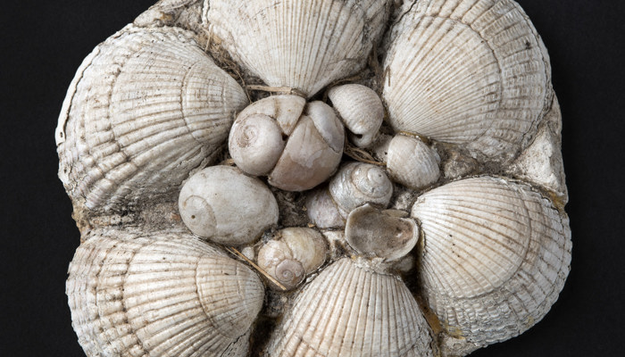 Tin lid decorated with six large clam shells and some smaller shells in the middle.