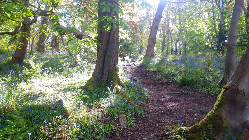 Photograph showing a beautiful sunlight woodland scene in spring with bluebells in bloom.