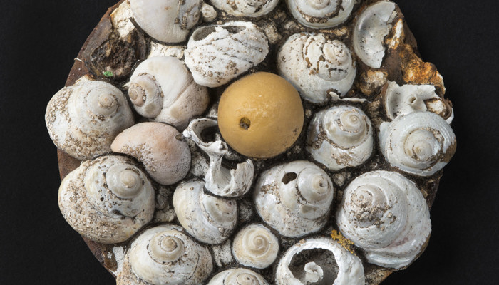 Tin lid decorated with assorted periwinkle shells