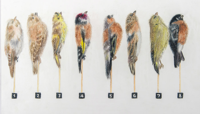 Coloured pencil drawing of eight taxidermy birds by Mariko Twaddle