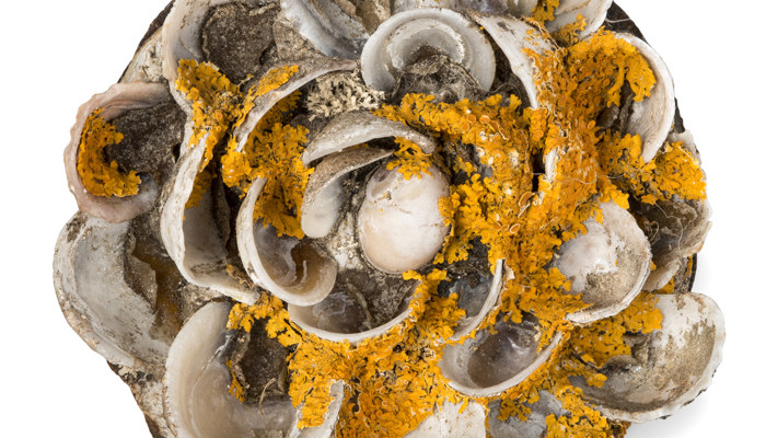 Tin lid decorated with upturned seashells. Some orange algae/seaweed is shown on the shells.