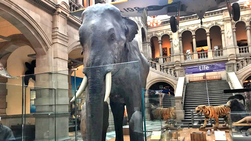 Photograph showing a recreation of Sir Roger the Elephant, on display at Kelvingrove Museum.