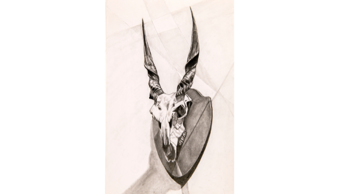 pencil drawing of mounted animal skull with horns