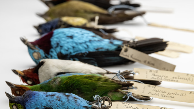 Photograph of the Robert Kirke bird skins, 1876.12%  © CSG CIC Glasgow Museums Collection