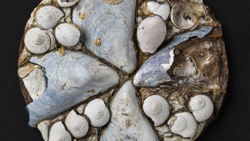 A circular display of seashells on a scallop shell. Four larger mussel shells are arranged to touch in the middle and smaller shells are in between. Some of the shells are broken.