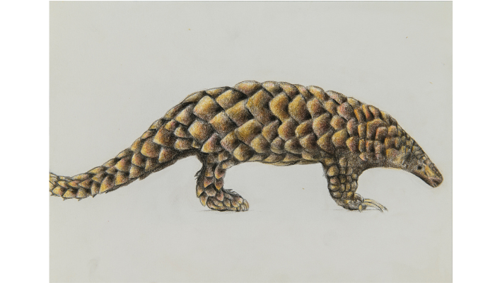 brown and gold pangolin drawing on grey background